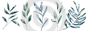 Watercolor plants, green. Watercolor texture, splash. Watercolor floral on white background. Similar illustration leaf
