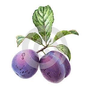 Watercolor plum fruits. Realistic branch with purple whole fruits and green leaves. Botanical hand drawn illustration