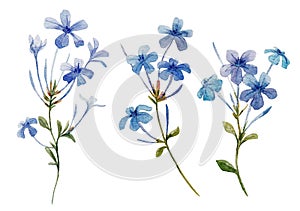 Watercolor Plumbago flower set