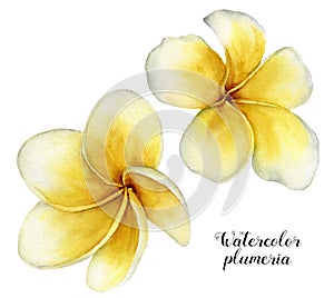 Watercolor plumeria set. Hand painted tropical flowers isolated on white background. Frangipani. For design or