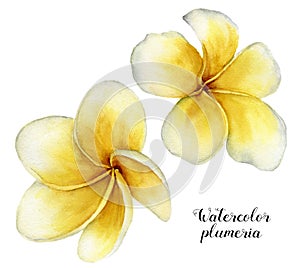 Watercolor plumeria set. Hand painted tropical flowers isolated on white background. Frangipani. For design or photo
