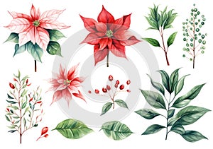 Watercolor poinsettia background flower illustration decorative design plant christmas winter holiday floral