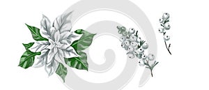 Watercolor Poinsettia. Christmas star. Christmas flower isolated on a white background