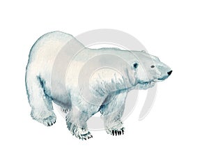 Watercolor polar bear