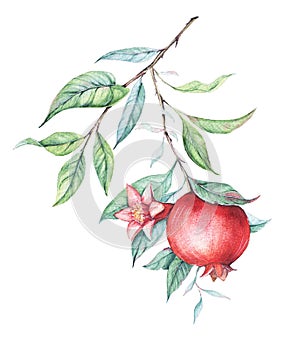 Watercolor pomegranate (garnet) branch