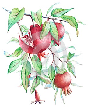 Watercolor pomegranate tree branch with fruits and green leaves