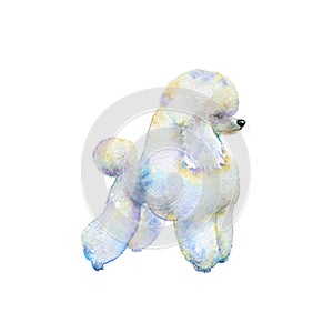 Watercolor poodle dog