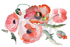 Watercolor Poppy flower