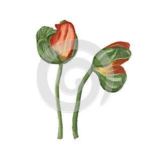 Watercolor Poppy flower. Vintage vector botanical illustration.