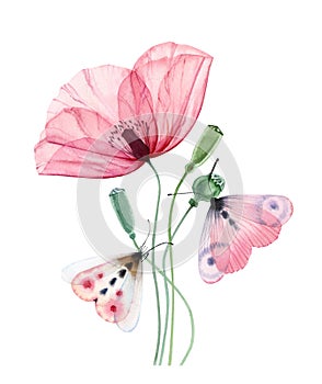 Watercolor poppy plant. Big transparent pink flower with two butterflies. Hand painted print ready abstract artwork