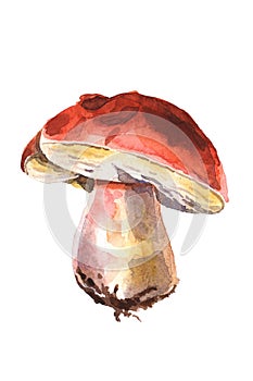 Watercolor porcini isolated on a white background