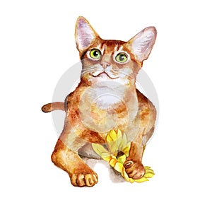 Watercolor portrait of abyssinian cute cat on white background. Hand drawn sweet home pet