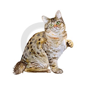 Watercolor portrait of American Bobtail short tail cat on white background. Hand drawn sweet home pet