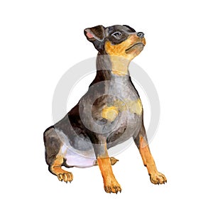 Watercolor portrait of black German zwergpinscher, miniature doberman breed dog on white background