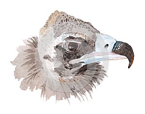 Watercolor portrait of black vulture