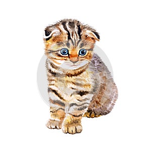 Watercolor portrait of British scottish fold kitten with odd eyes on white background. Hand drawn sweet home pet.