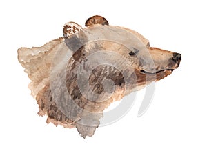 Watercolor portrait of brown bear