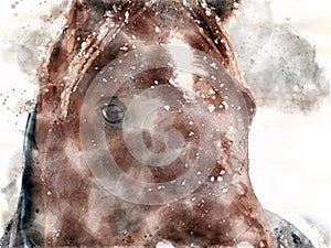 Watercolor portrait of a brown horse in falling snow with face and eyes