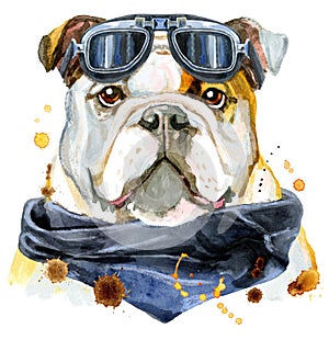 Watercolor portrait of bulldog