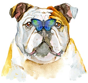 Watercolor portrait of bulldog with butterfly on its nose