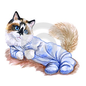 Watercolor portrait of cute kitten in body clothes on white background.