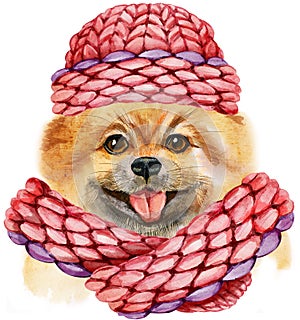 Watercolor portrait of dog pomeranian spitz with pink knitted hat