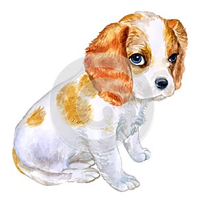 Watercolor portrait of English Blenheim-colored Cavalier King Charles Spaniel breed dog