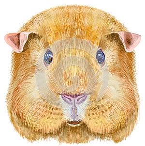 Watercolor portrait of English Self Guinea Pig on white background