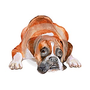 Watercolor portrait of fawn German, Deutscher boxer breed dog on white background. Hand drawn sweet pet