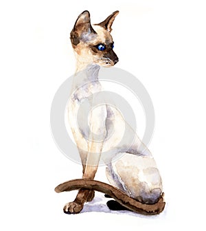 Watercolor portrait of a graceful cat. Siamese cat