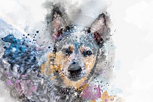 Watercolor Portrait head shot of a Australian Cattle Dog Blue Heeler