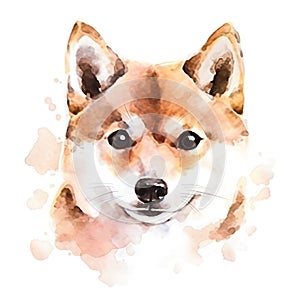 Watercolor portrait of Japanese Shiba Inu dog. Vector illustration.