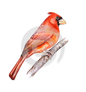 Northern Red Cardinal. Bird isolated on white background. Watercolor