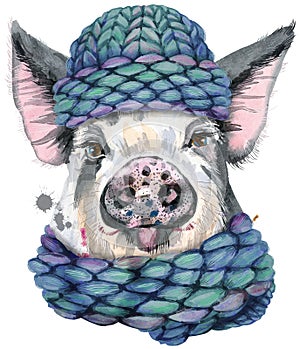 Watercolor portrait of pig in winter blue knitted hat