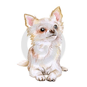 Watercolor portrait of popular Mexican breed Chihuahua dog on white background. Hand drawn sweet home pet