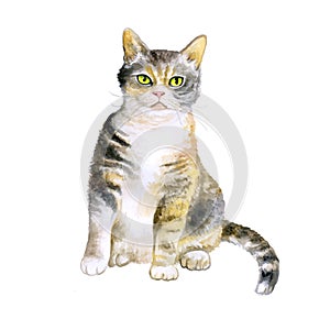 Watercolor portrait of rare exotic American wirehair cat on white background photo