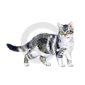 Watercolor portrait of rare exotic American wirehair cat on white background