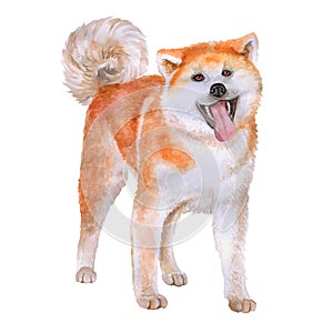 Watercolor portrait of red Akita, Akita-inu, Hakita dog on white background. Hand drawn sweet home pet