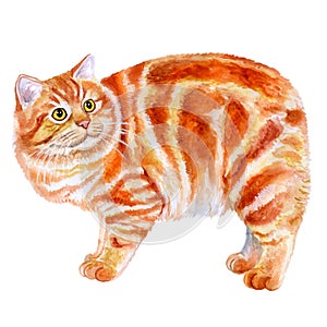 Watercolor portrait of red Manx, Manks cat with no tail on white background.