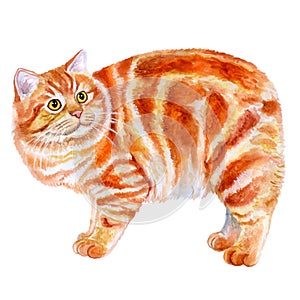 Watercolor portrait of red Manx, Manks cat with no tail on white background. Hand drawn sweet home pet