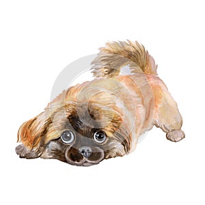 Watercolor portrait of red pekingese chinese dog, Lion Dog, Peking Lion Dog, Pelchie Dog on white background