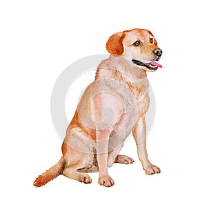 Watercolor portrait of red, white Labrador retriever breed gun dog, Lab on white background. Hand drawn pet