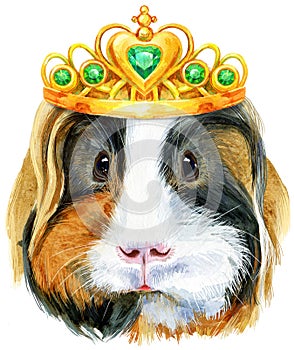 Watercolor portrait of Sheltie guinea pig with golden crown on white background