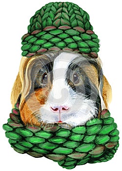 Watercolor portrait of Sheltie guinea pig pig in a knitted hat and scarf on white background