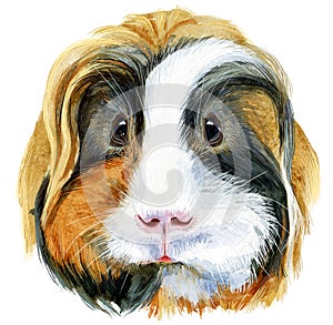 Watercolor portrait of Sheltie Guinea Pig on white background