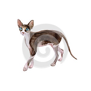Watercolor portrait of sphynx black and white no hair cat on white background. Hand drawn sweet home pet