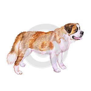 Watercolor portrait of Swiss Alpine mastiff red St Bernard breed dog on white background. Hand drawn sweet pet