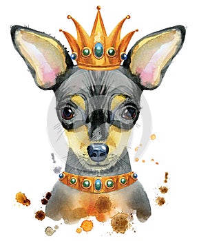 Watercolor portrait of toy terrier with crown on his head