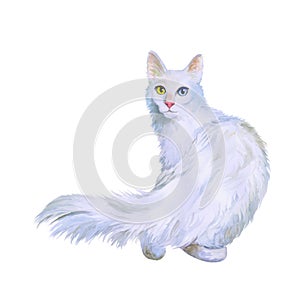 Watercolor portrait of Turkish Angora cat with odd eyes on white background. Hand drawn sweet home pet