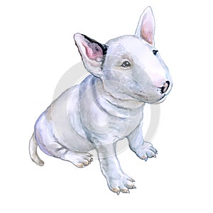 Watercolor portrait of white English Bull terrier, the white cavalier breed dog puppy on white background. Hand drawn sw